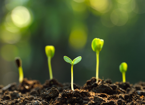 Seedlings sprouting out of earth