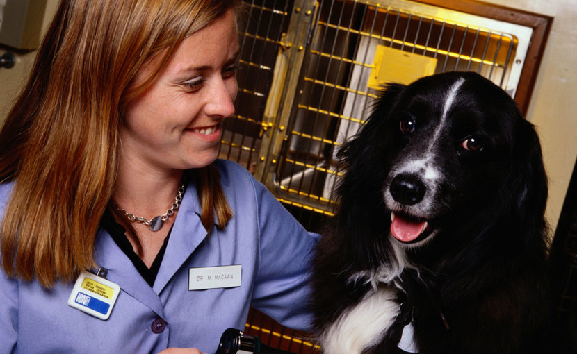 Veterinarian sitting with a dog