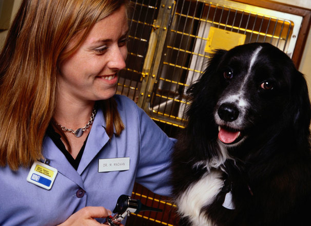 Veterinarian sitting with a dog