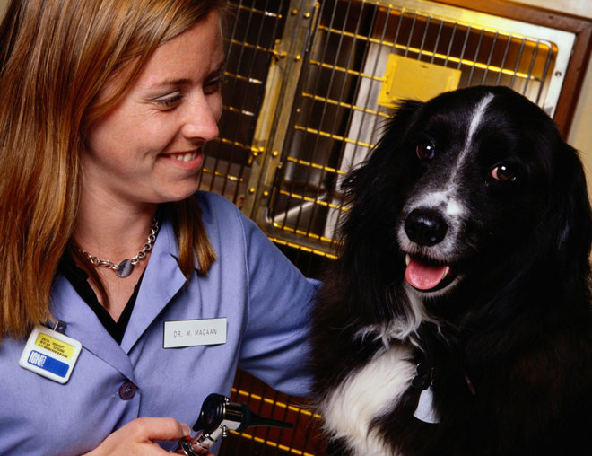 Veterinarian sitting with a dog