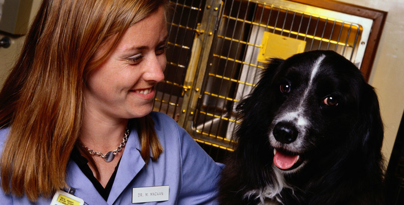 Veterinarian sitting with a dog