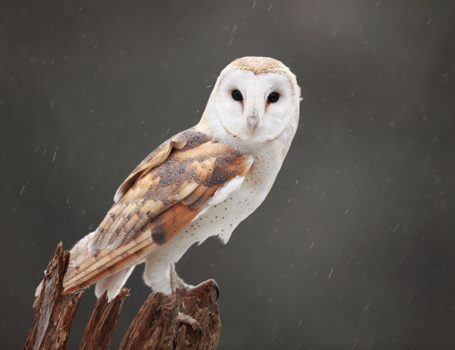 Owl standing on a tree stump