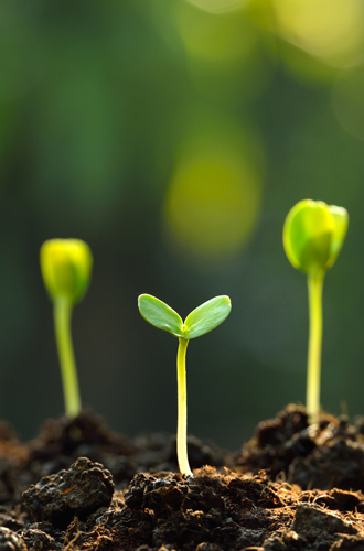 Seedlings sprouting out of earth