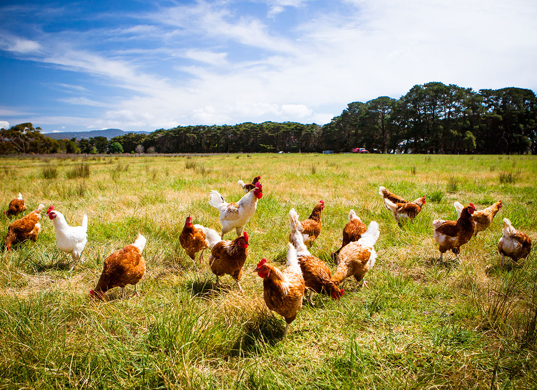 how-to-start-poultry-farming-chicken-farm-registration-loan