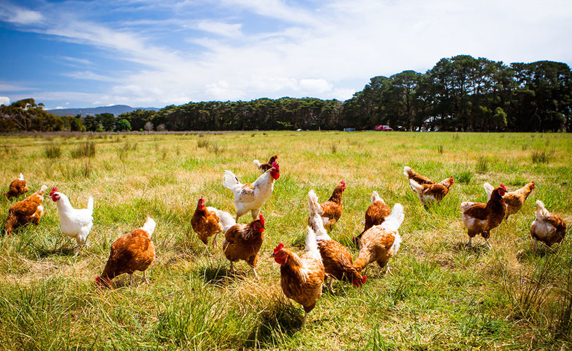 Livestock and Poultry Producer: Occupations in Alberta - alis