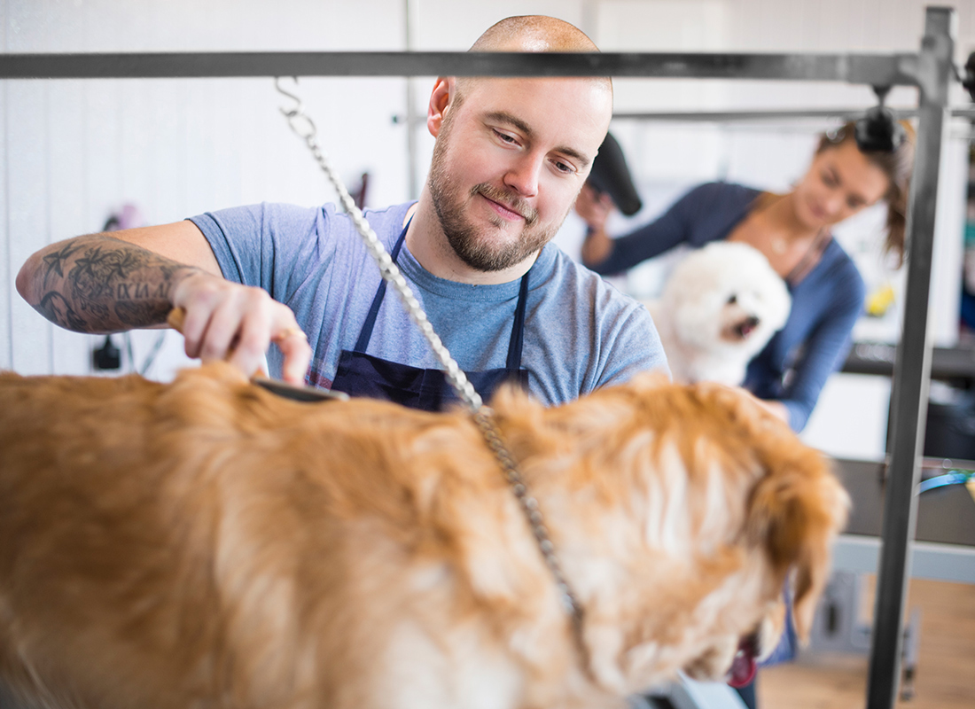 Best Groomer Schools For Dogs of all time Check it out now 
