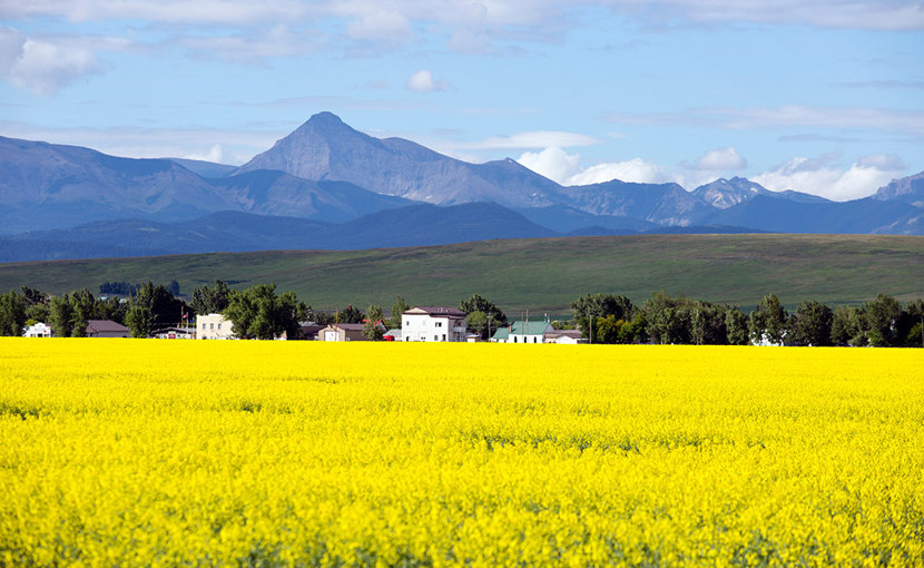 Alberta canola farm landscape with a town and mountains in the background