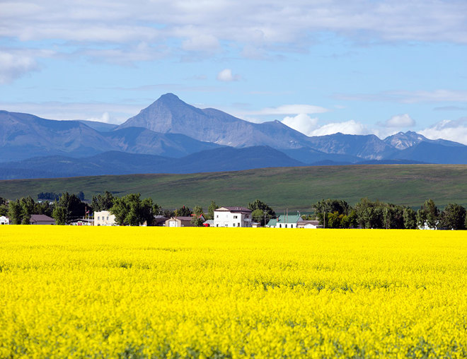 Alberta canola farm landscape with a town and mountains in the background
