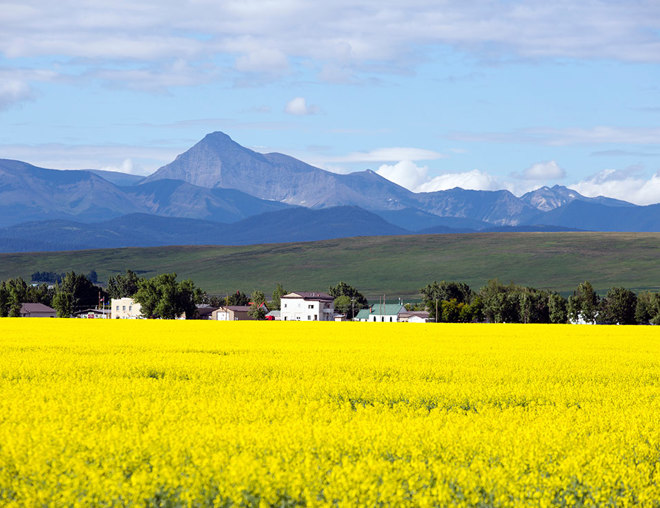 Alberta canola farm landscape with a town and mountains in the background