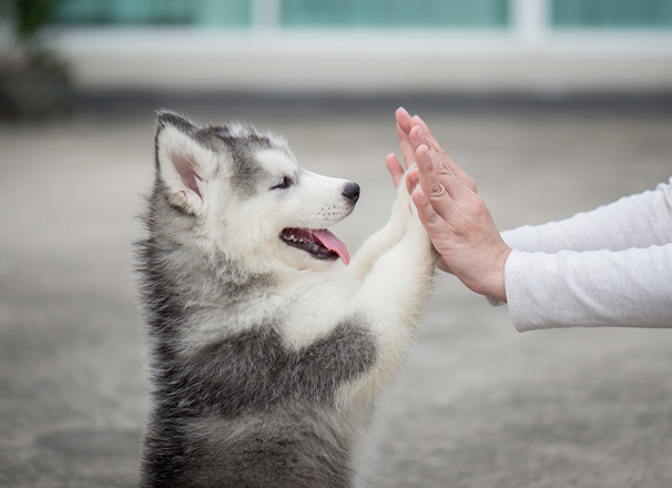 Puppy high fiving with paws