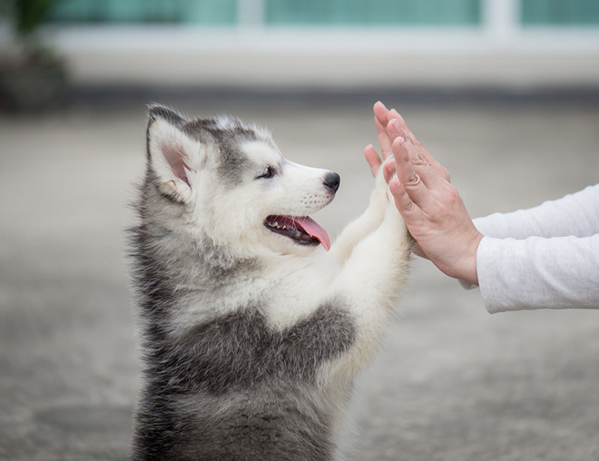 Puppy high fiving with paws