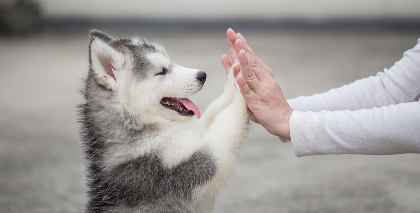 Puppy high fiving with paws