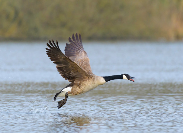 Canada goose taking off over water