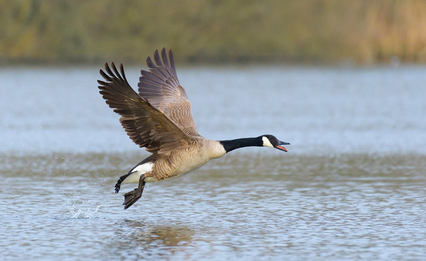 Canada goose taking off over water