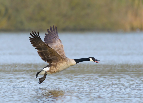 Canada goose taking off over water