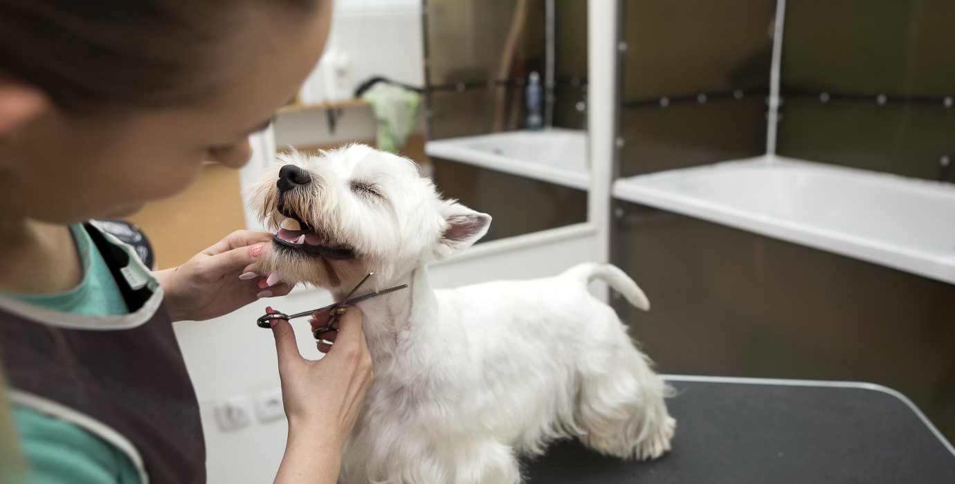 Dog groomer cutting small terrier's fur.