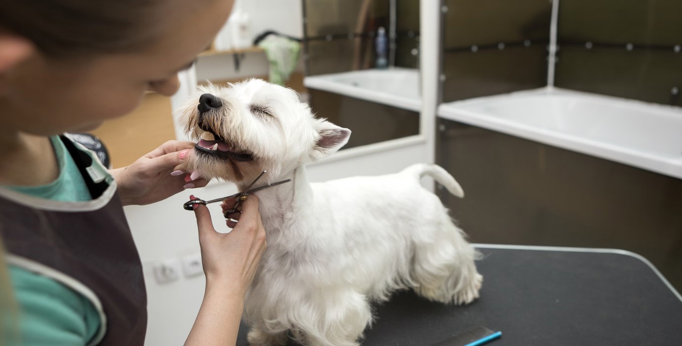 Dog groomer cutting small terrier's fur. 