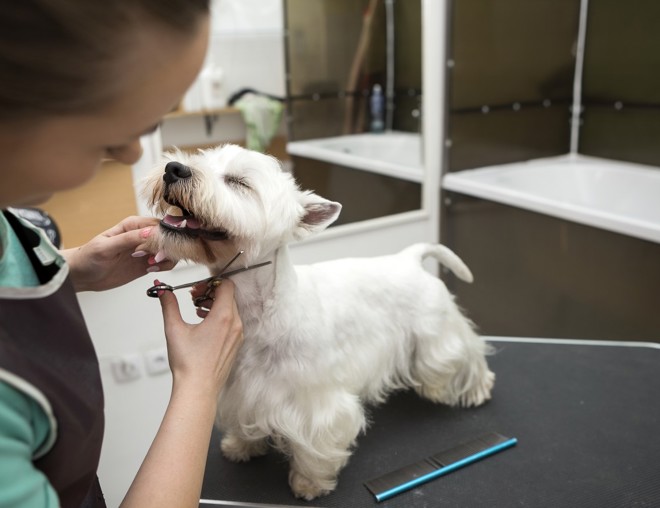 Dog groomer cutting small terrier's fur. 