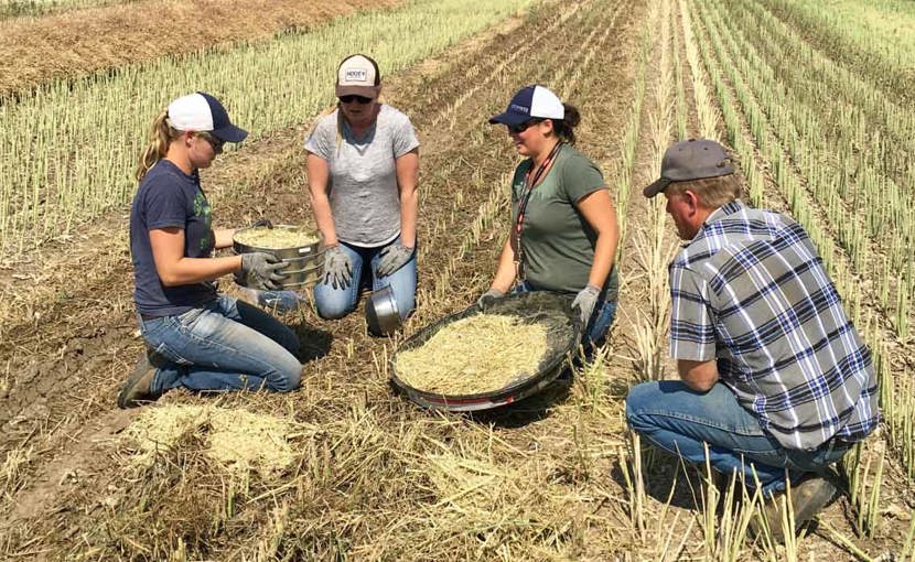 Agrology professionals examining crops