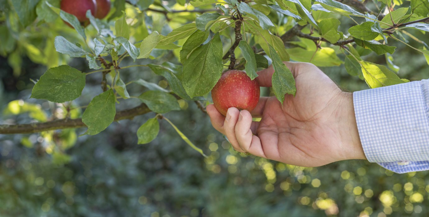 A hand picking a low-hanging apple.