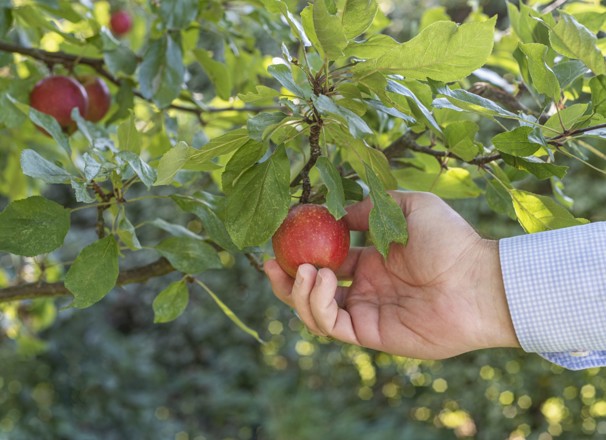 A hand picking a low-hanging apple.