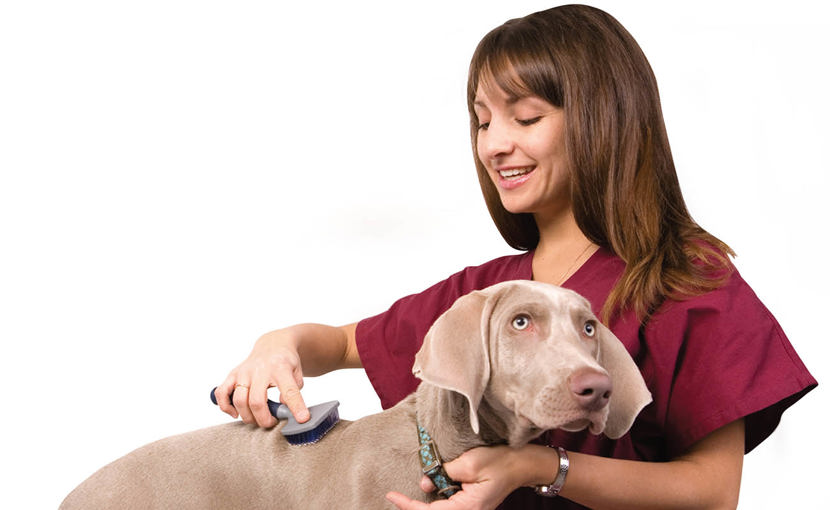 pet groomer brushing dog